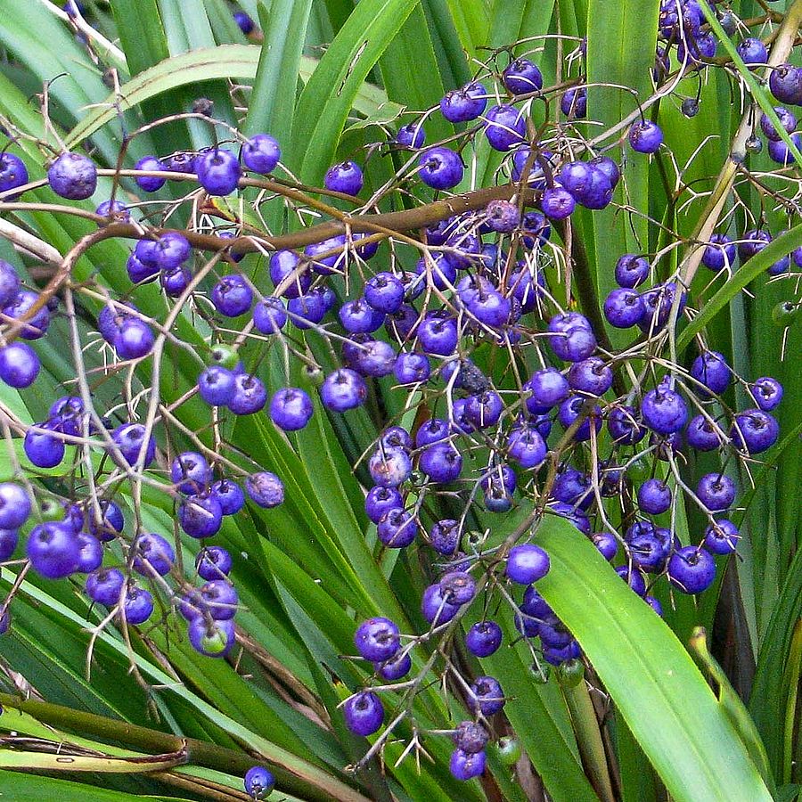 Áfonyaliliom Dianella tasmanica 'Cassa Blue'