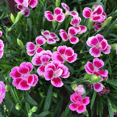 Dianthus caryophyllus 'Pink Kisses' Kerti szegfű