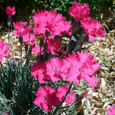 Dianthus gratianopolitanus 'Bombardier' P&uuml;nk&ouml;sdi szegfű