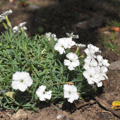 Dianthus gratianopolitanus 'La Bourboule White' P&uuml;nk&ouml;sdi szegfű