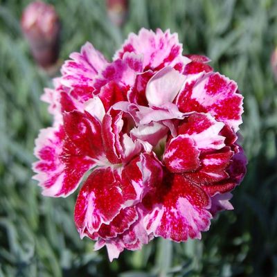 Dianthus gratianopolitanus 'Whatfield Gem' Pünkösdi szegfű