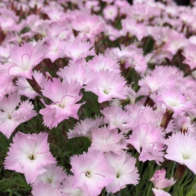 Dianthus gratianopolitanus 'Whatfield Wisp' P&uuml;nk&ouml;sdi szegfű