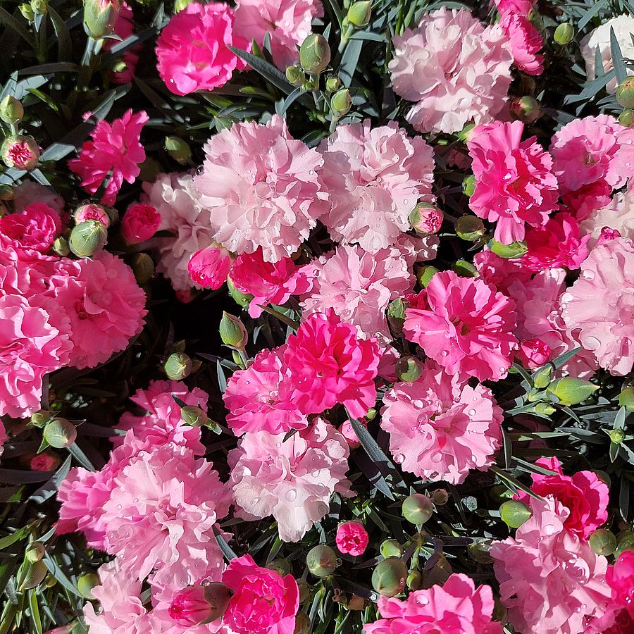 Dianthus 'I Love You' Kerti szegfű