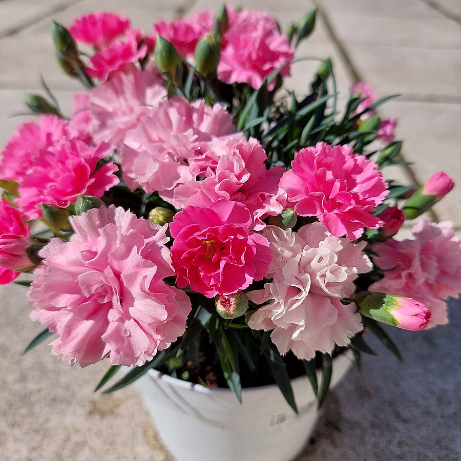 Kerti szegfű Dianthus 'I Love You'
