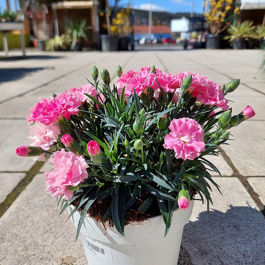 Kerti szegfű Dianthus 'I Love You'