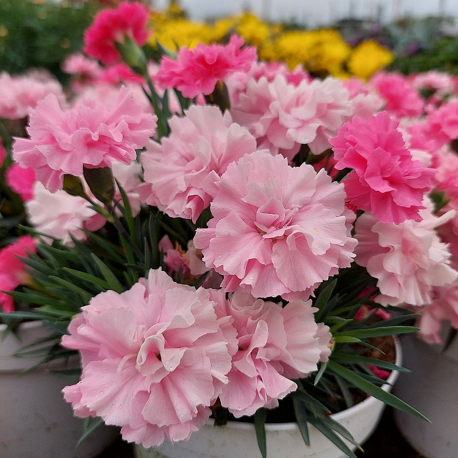 Kerti szegfű Dianthus 'I Love You'