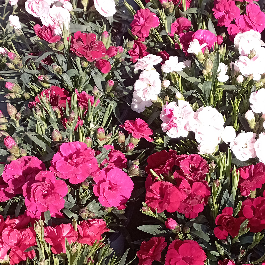 Dianthus mix Kerti szegfű fajták