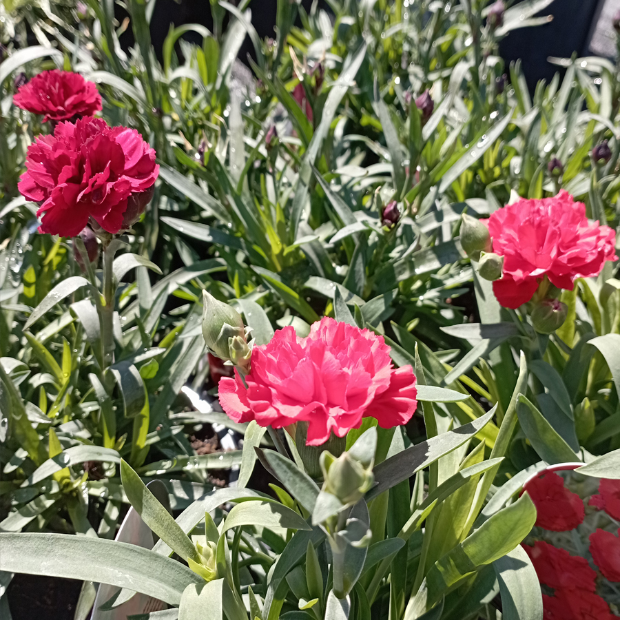 Kerti szegfű fajták Dianthus mix