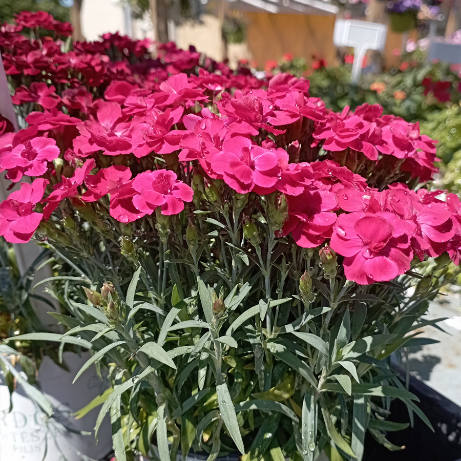 Kerti szegfű fajták Dianthus mix