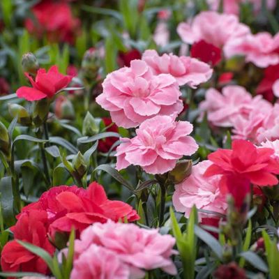 Évelő szegfű Dianthus 'Oscar mix'