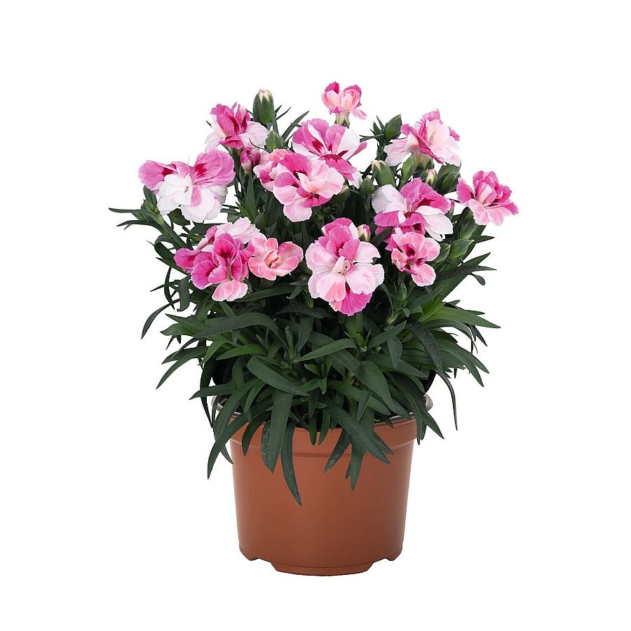 Dianthus 'Sprint Pink and Proud' Kerti szegfű