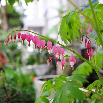 Dicentra spectabilis mix Sz&iacute;vvir&aacute;g fajt&aacute;k