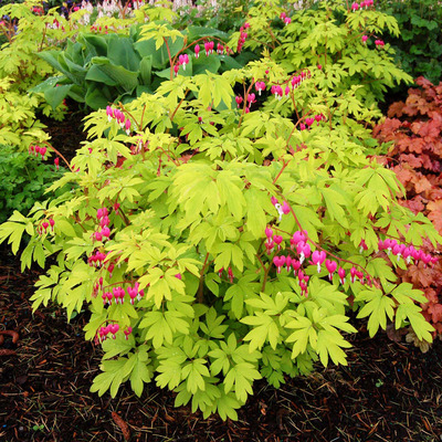 Dicentra spectabilis 'Yellow Leaf' Sz&iacute;vvir&aacute;g