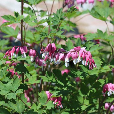 Dicentra spectabilis Szívvirág