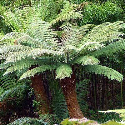 Páfrányfa Dicksonia antarctica