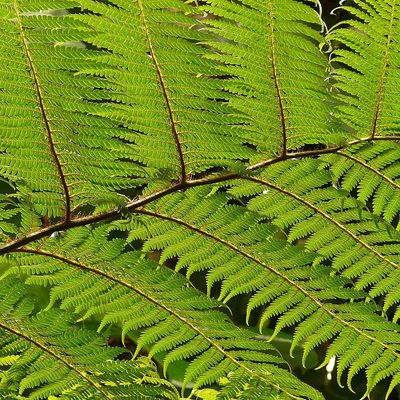 Páfrányfa Dicksonia antarctica