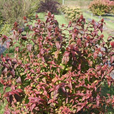 Diervilla rivularis 'Kodiak Red' Sárgalonc