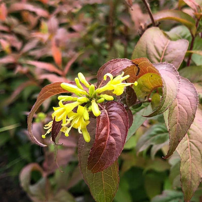 Sárgalonc Diervilla rivularis 'Kodiak Red'