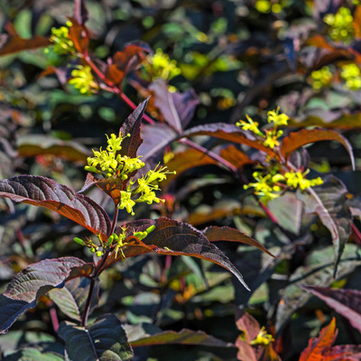 Diervilla splendens 'Diva' Bordó levelű sárgalonc
