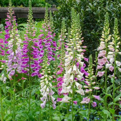 Digitalis purpurea mix Gyűszűvir&aacute;g fajt&aacute;k