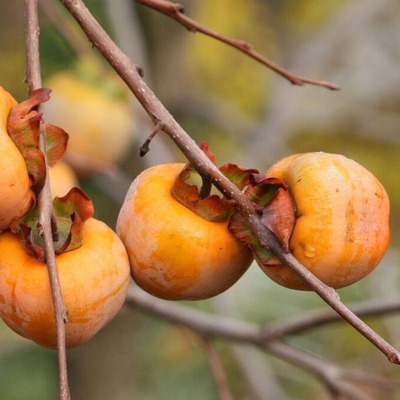 Diospyros kaki 'Ciocolatino' Datolyaszilva Ciocolatino
