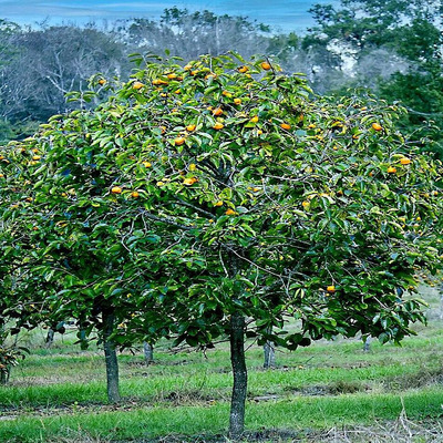 Datolyaszilva Diospyros kaki