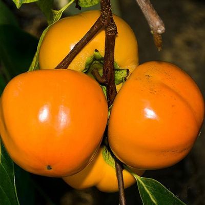 Diospyros kaki 'Hana Fuyu' Datolyaszilva Hana Fuyu