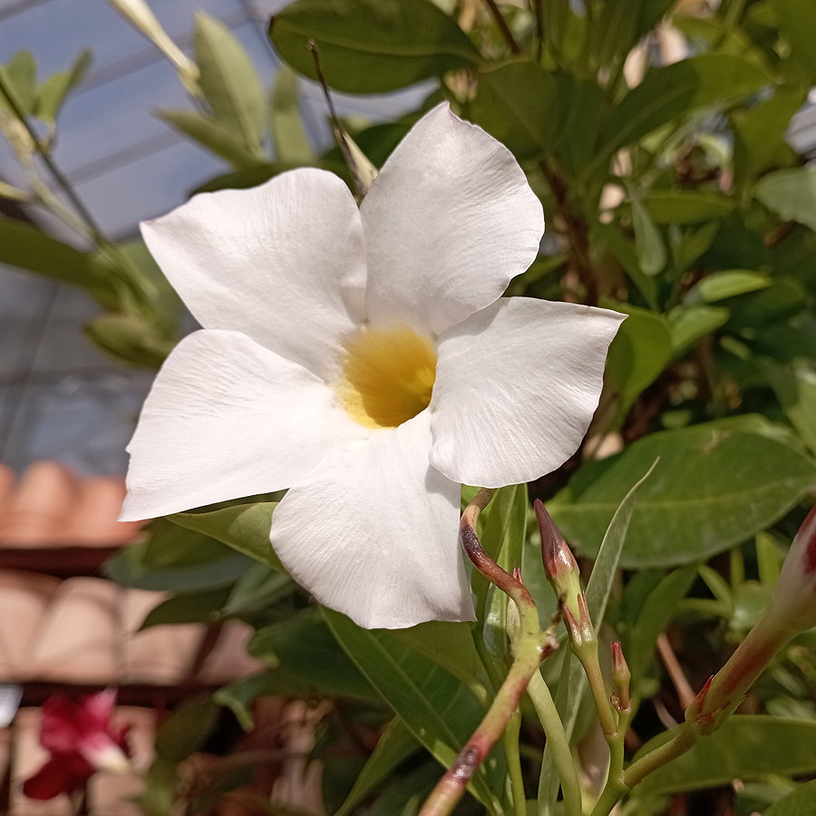 Brazil tölcsérjázmin fajták Mandevilla sanderi (Dipladenia) mix