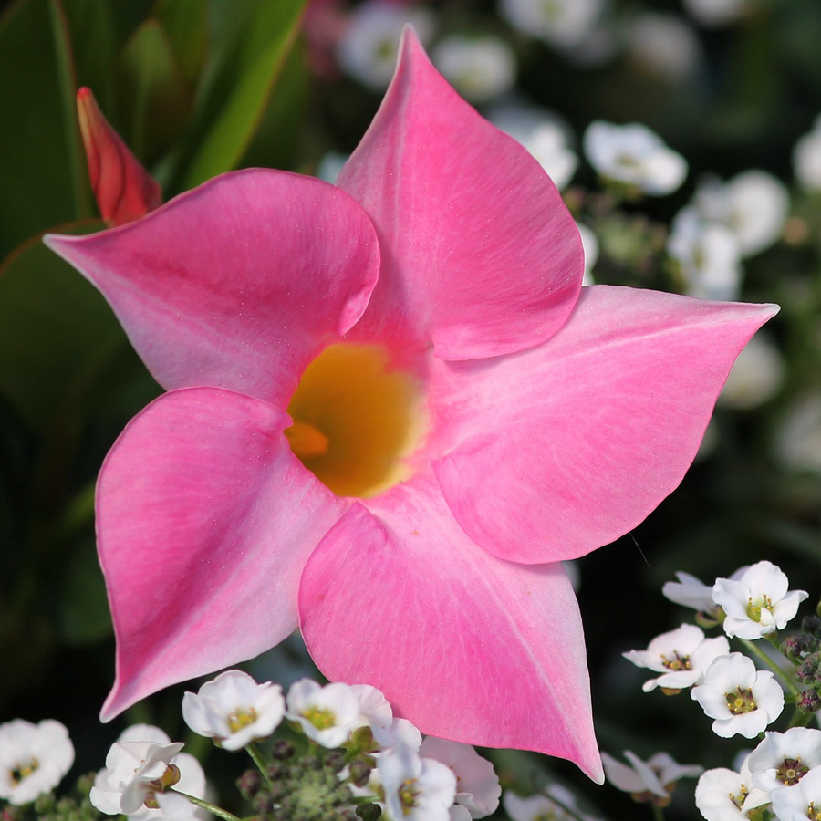 Brazil tölcsérjázmin fajták Mandevilla sanderi (Dipladenia) mix