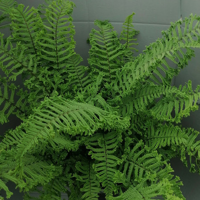 Dryopteris affinis 'Cristata The King' Pelyv&aacute;s pajzsika