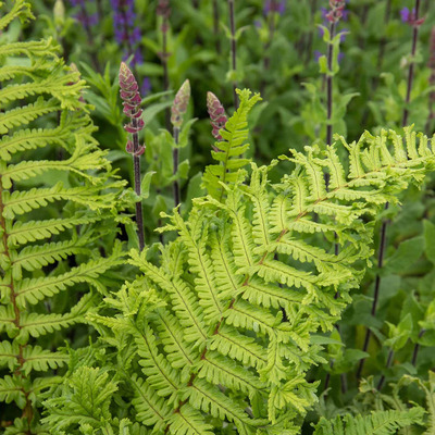Pelyv&aacute;s pajzsika Dryopteris affinis 'Cristata The King'