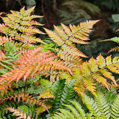 Dryopteris erythrosora Jap&aacute;n ernyőp&aacute;fr&aacute;ny