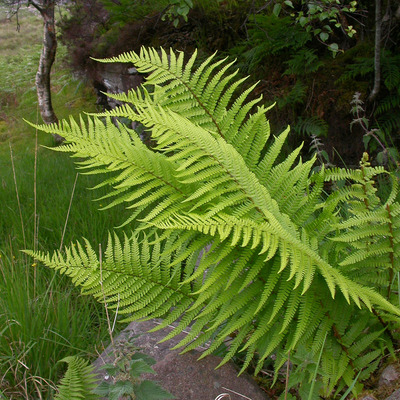 Dryopteris filix-mas Erdei pajzsika