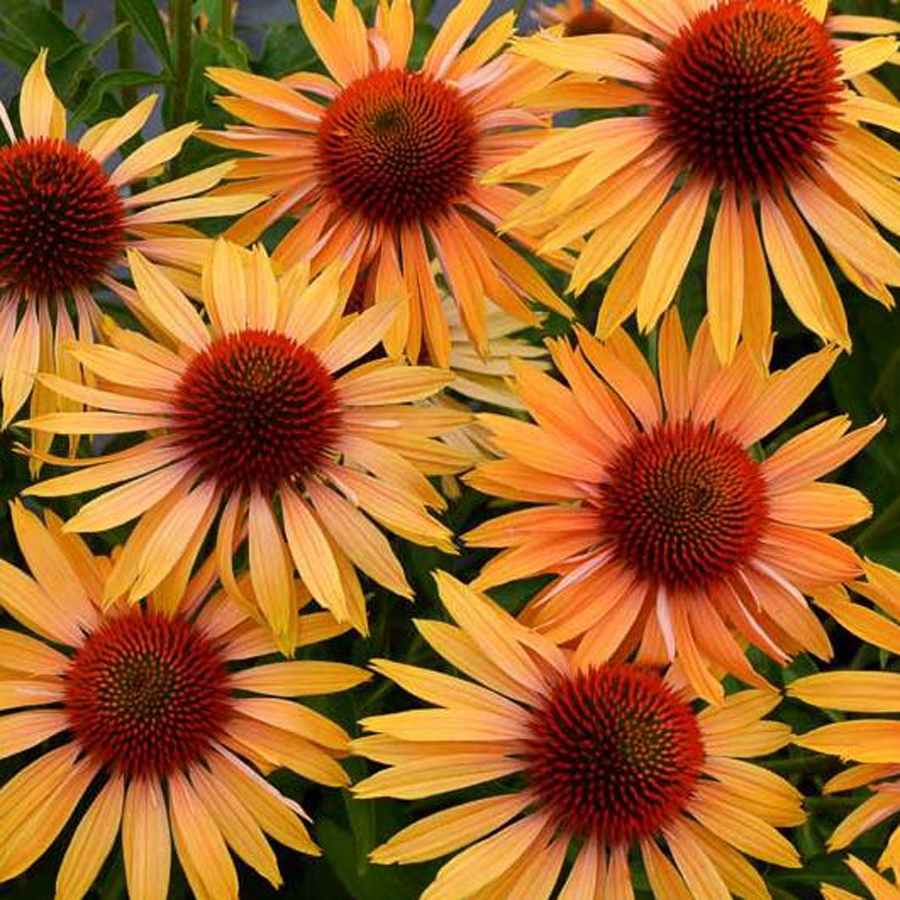 Echinacea 'Big Kahuna' Kasvirág