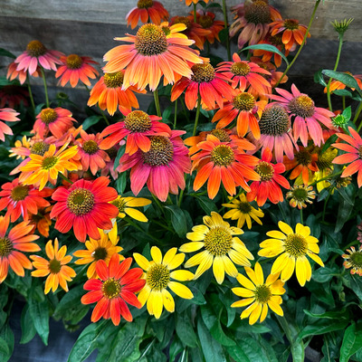 Echinacea purpurea 'Praire Blaze' mix Kasvir&aacute;g fajt&aacute;k