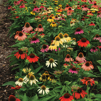 Kasvir&aacute;g fajt&aacute;k Echinacea purpurea 'Praire Blaze' mix