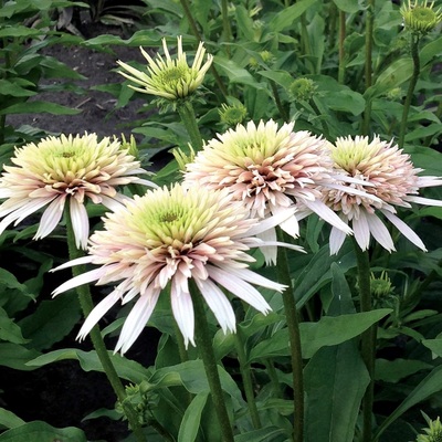Echinacea purpurea 'Cherry Fluff' Kasvirág