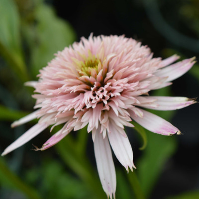 Kasvirág Echinacea purpurea 'Cherry Fluff'