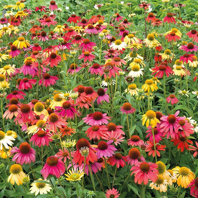 Kasvirág Echinacea purpurea 'Cheyenne Spirit'