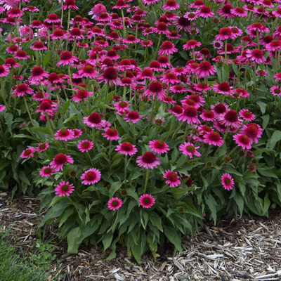 Echinacea purpurea 'Delicious Candy' Kasvirág