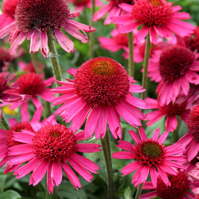 Kasvirág Echinacea purpurea 'Delicious Candy'