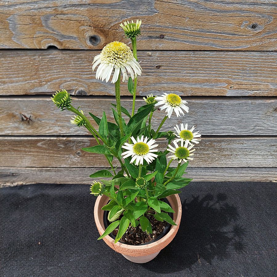 Echinacea purpurea 'Delicious Nougat' Kasvirág