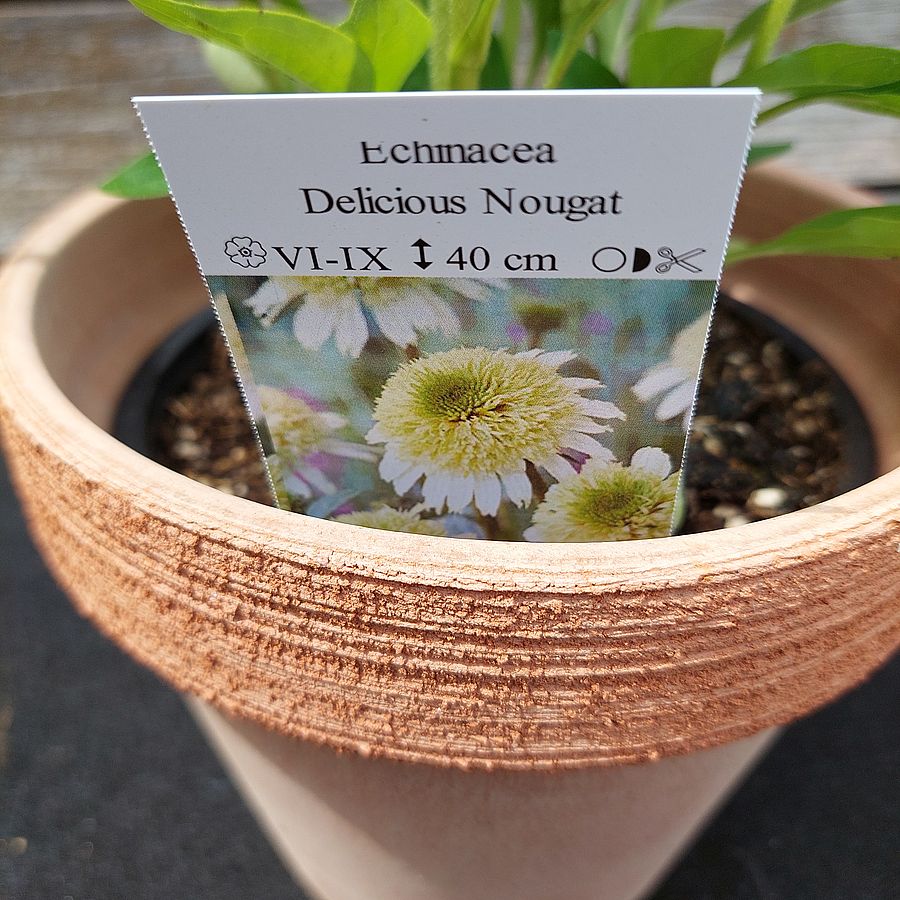 Kasvirág Echinacea purpurea 'Delicious Nougat'