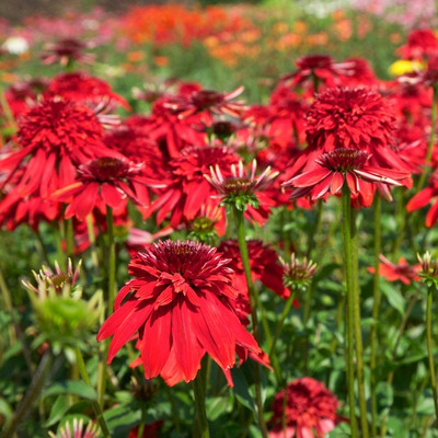 Echinacea 'Eccentric' Kasvirág