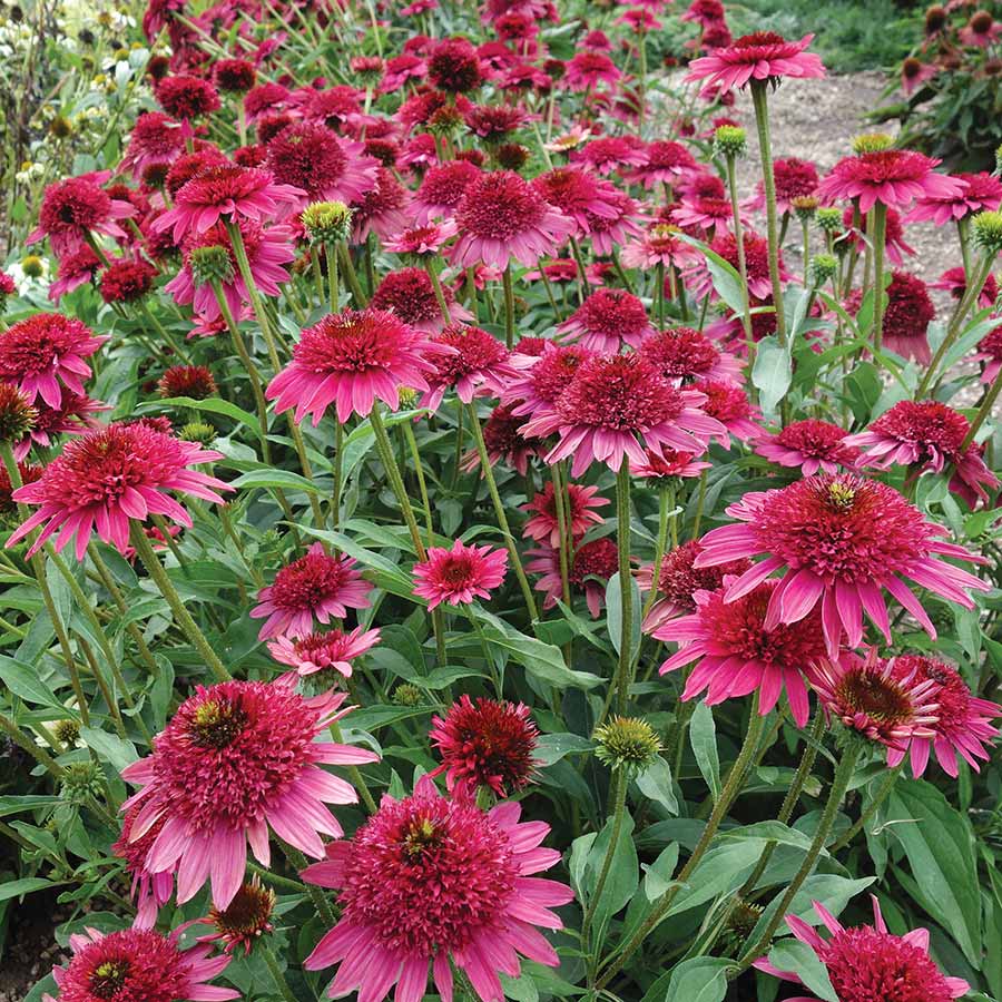 Echinacea 'Giddy Pink' Kasvirág