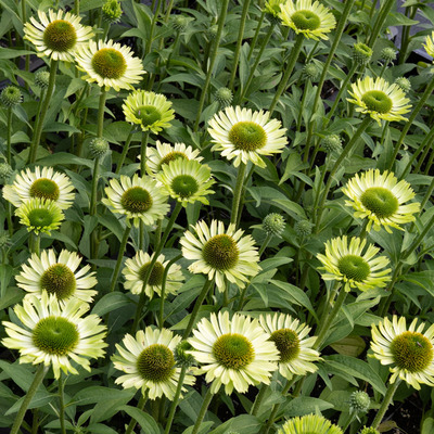Kasvirág Echinacea purpurea 'Green Jewel'