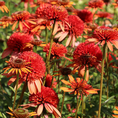 Echinacea purpurea 'Irresistible' Kasvirág