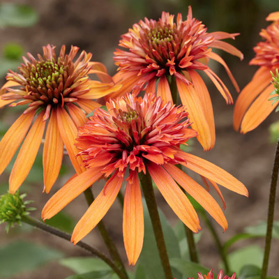 Kasvirág Echinacea purpurea 'Irresistible'