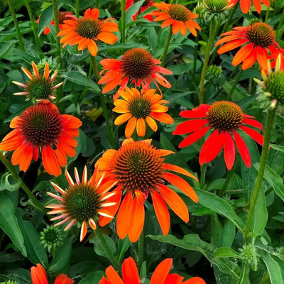 Echinacea purpurea 'Lakota Orange' Kasvir&aacute;g