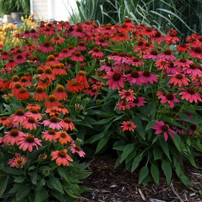 Kasvir&aacute;g Echinacea purpurea 'Lakota Red'